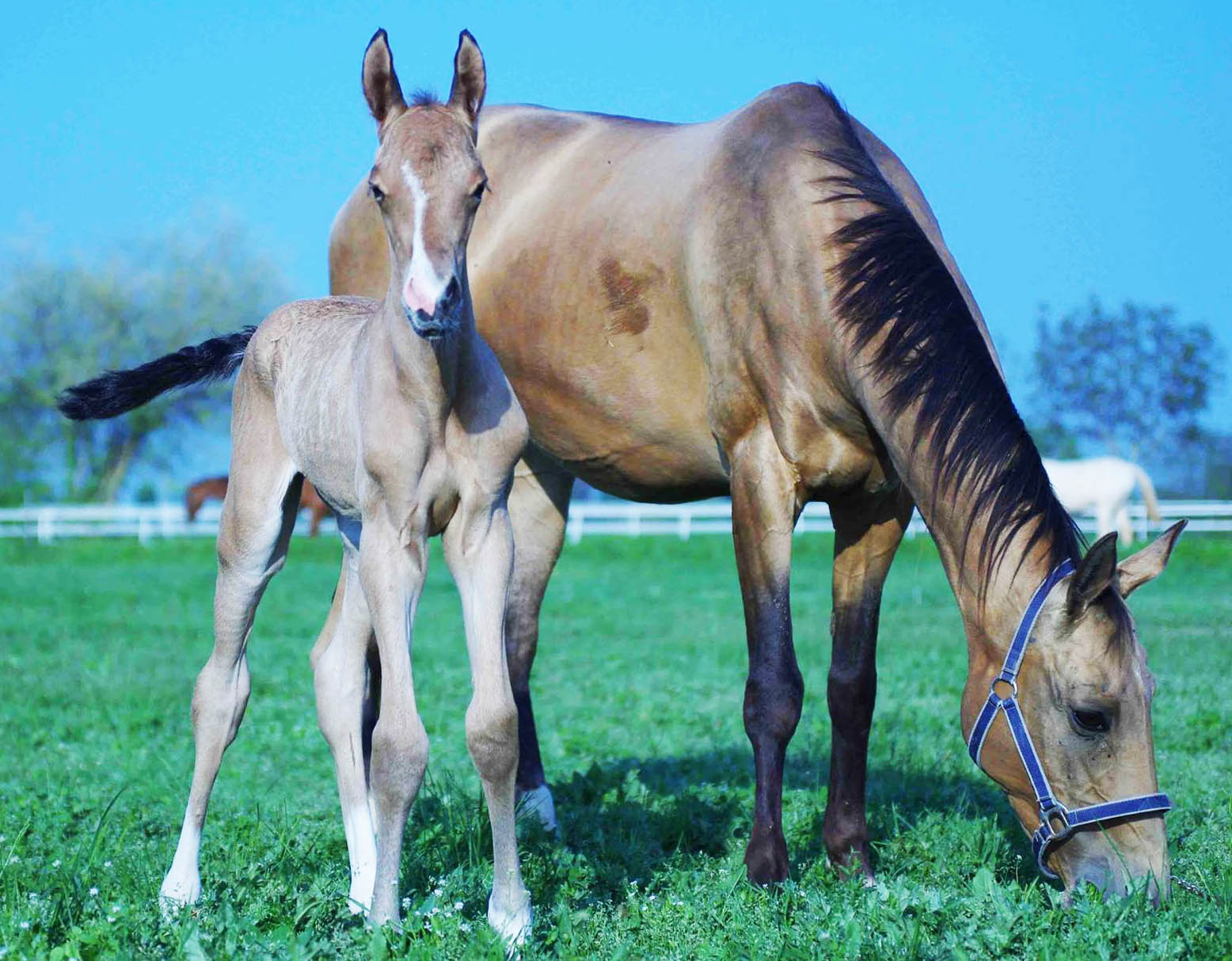 @Medeus Stud - Akhal Teke Foals